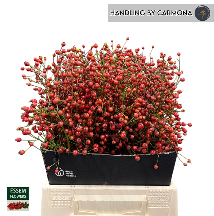 <h4>ROSA PLENTY</h4>