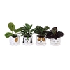 CALATHEA MIX P6 L 66647