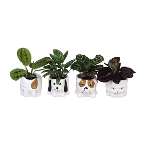 CALATHEA MIX P6 L 66647