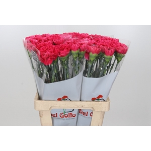 Dianthus St Bizet