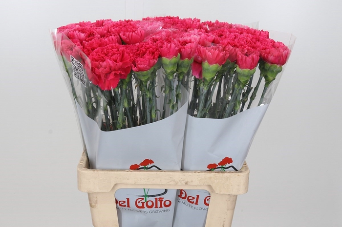 Dianthus St Bizet