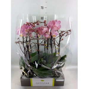 Phalaenopsis 'Ant Padova'