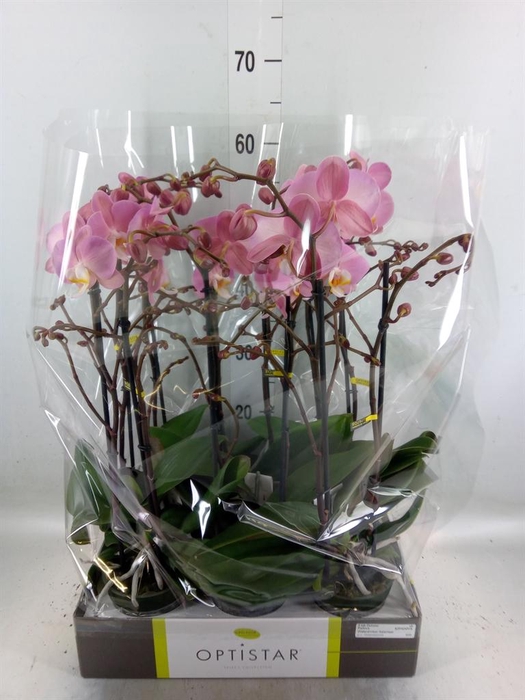 <h4>Phalaenopsis  'Ant Padova'</h4>