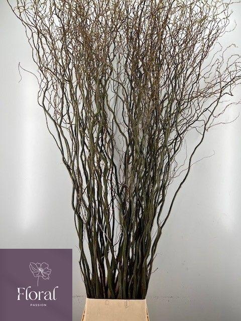 <h4>SALIX B TORTUOSA</h4>