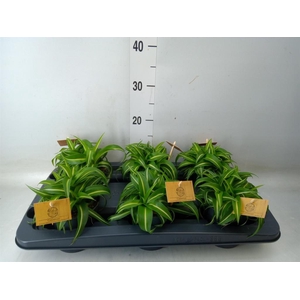 Chlorophytum com. 'Bonnie'