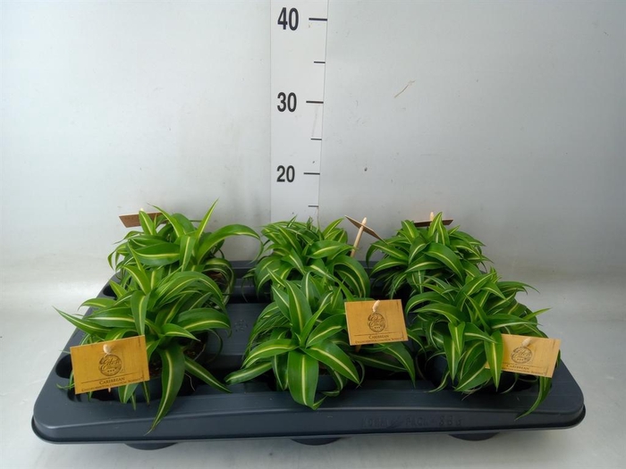 <h4>Chlorophytum com. 'Bonnie'</h4>