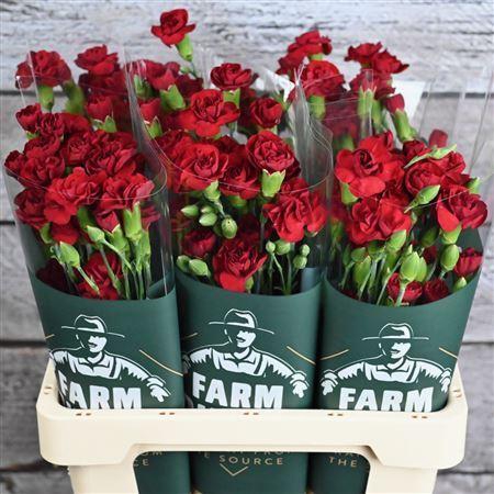 <h4>Di tr Chateau</h4>