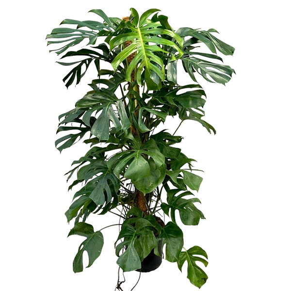 <h4>Monstera 200cm</h4>