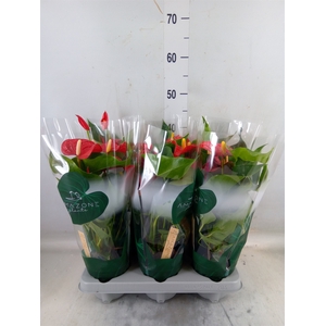 Anthurium andr. 'Aroha'