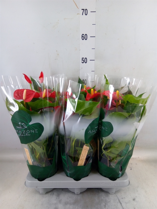 <h4>Anthurium andr. 'Aroha'</h4>