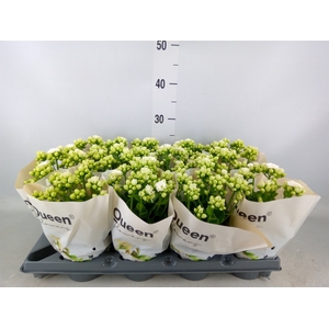 Kalanchoe   ...