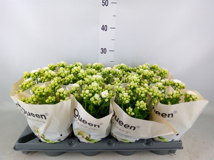 <h4>Kalanchoe   ...</h4>