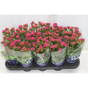KALANCHOE DOBRADO P11 PINK