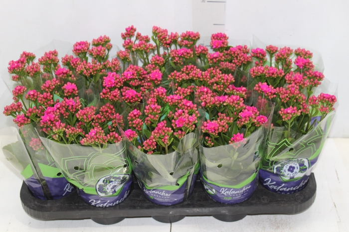 <h4>KALANCHOE DOBRADO P11 PINK</h4>
