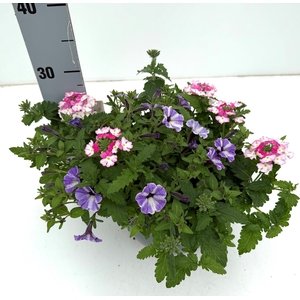 PERKPL GEM IN POT