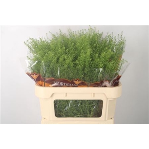 Lepidium Green Bell A2