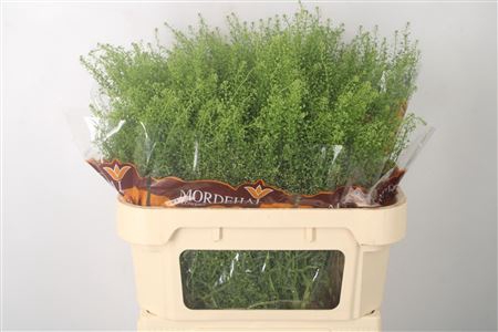<h4>Lepidium Green Bell A2</h4>