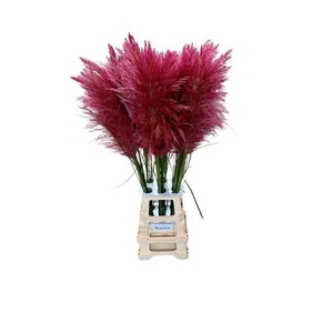 CORTA SELLOAN OLD PINK