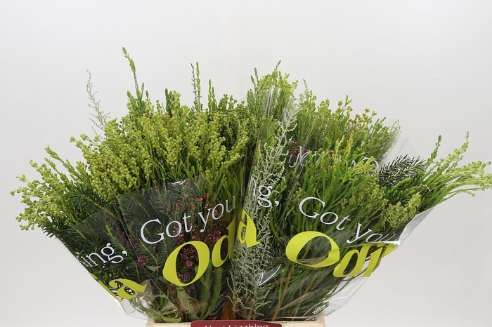 <h4>BQ Cape Greenmix</h4>