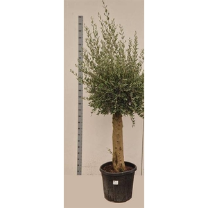 OLEA EUROPAEA