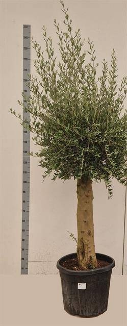 <h4>OLEA EUROPAEA</h4>