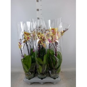 Phalaenopsis   ...