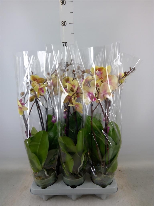 <h4>Phalaenopsis   ...</h4>