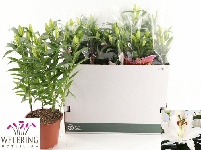 <h4>LIL OR SUN BAHAMAS</h4>