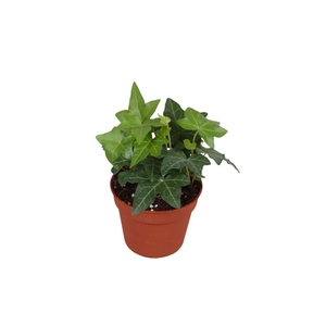 Hedera   ...green leafed