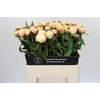 Paeonia Ann Cousins