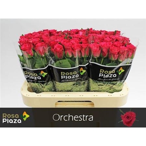 R Gr Orchestra
