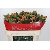 Hypericum Mellow Romance Spray