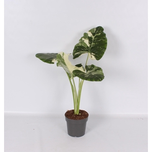 Alocasia Macrorrhiza Albo Variegata 17cm - PS