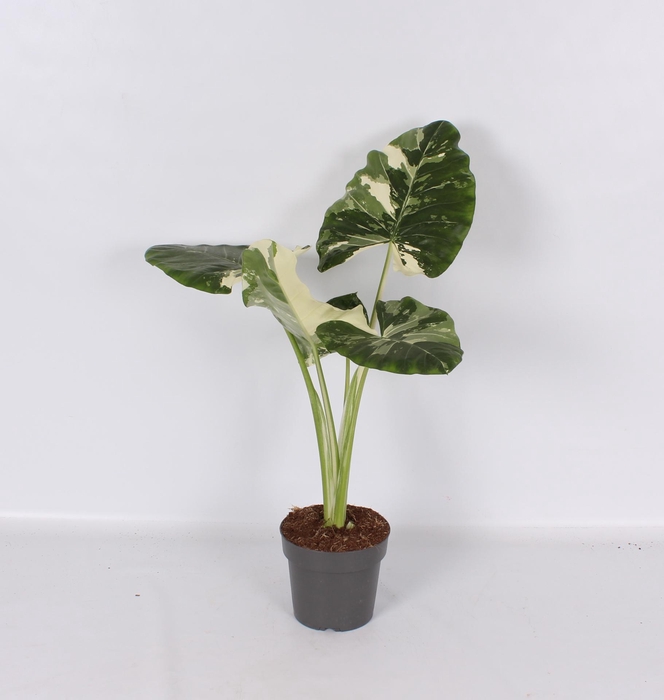 <h4>Alocasia Macrorrhiza Albo Variegata 17cm - PS</h4>