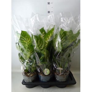 Dieffenbachia seg. 'Reeva'