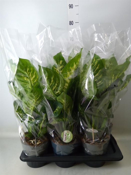 <h4>Dieffenbachia seg. 'Reeva'</h4>
