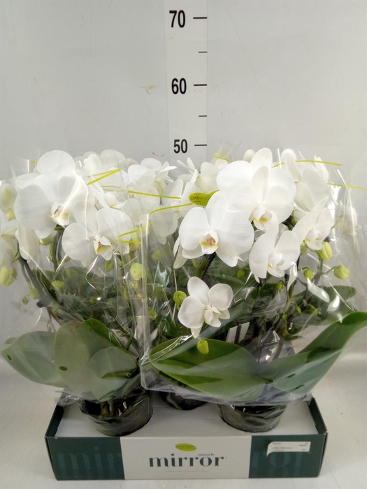 <h4>Phalaenopsis   ...white</h4>