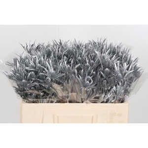 Eryngium Planum Silver