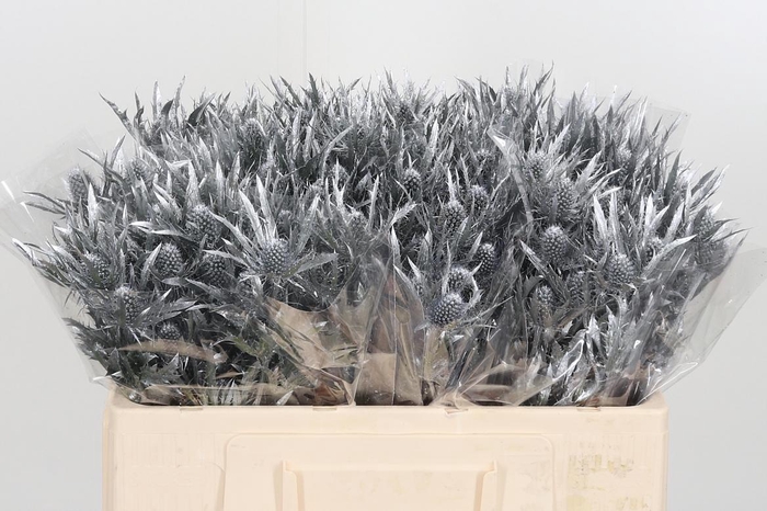 <h4>Eryngium Planum Silver</h4>