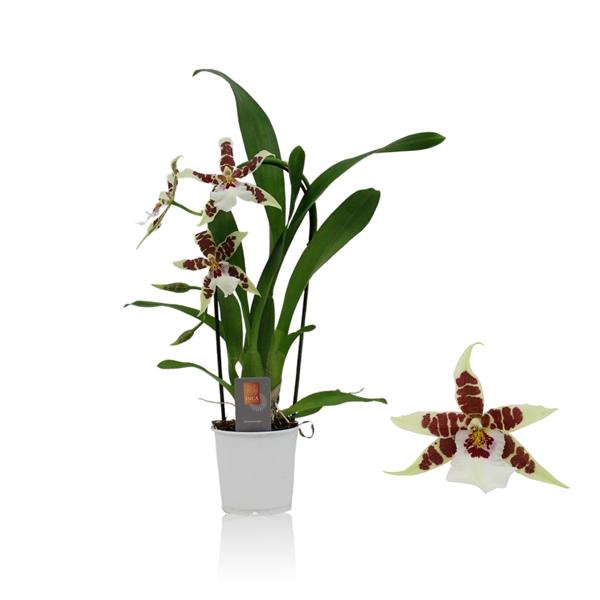 <h4>Inca Cambria Renaissance White cascade 9cm</h4>