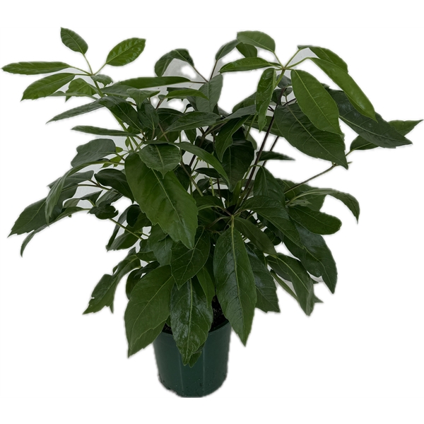 <h4>Schefflera actinophylla p19</h4>