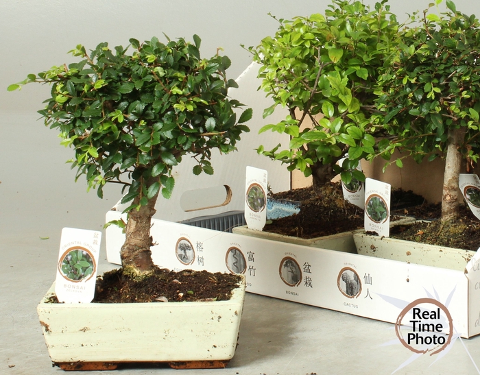 <h4>BONSAI GEM</h4>