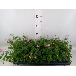 Diascia  'Ruby Field'