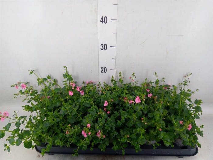 <h4>Diascia  'Ruby Field'</h4>