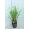 Cortaderia Selloana Pumila