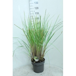 Cortaderia Selloana Pumila