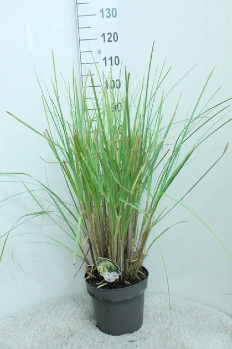 <h4>Cortaderia Selloana Pumila</h4>