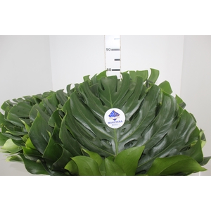 FOLH MONSTERA DELIC. 050 CM