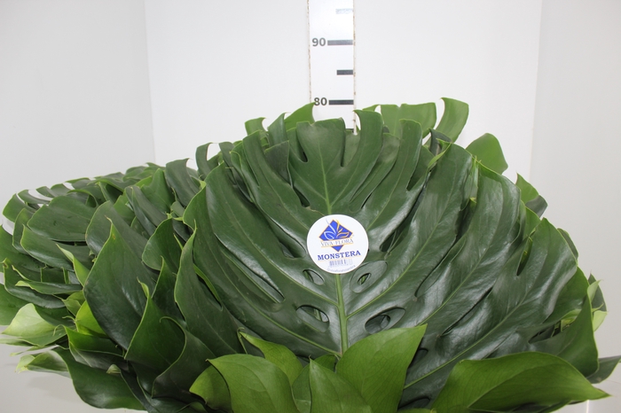 <h4>FOLH MONSTERA DELIC. 050 CM</h4>