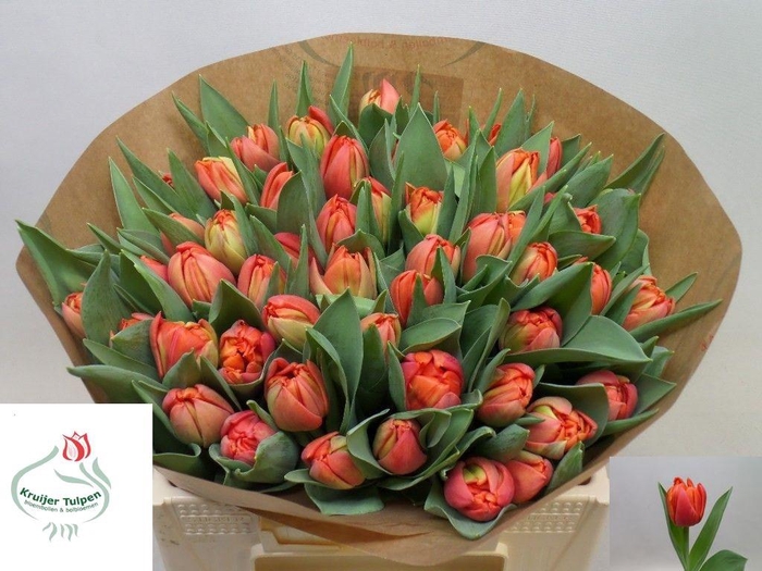 <h4>TU DU DANCING KING</h4>